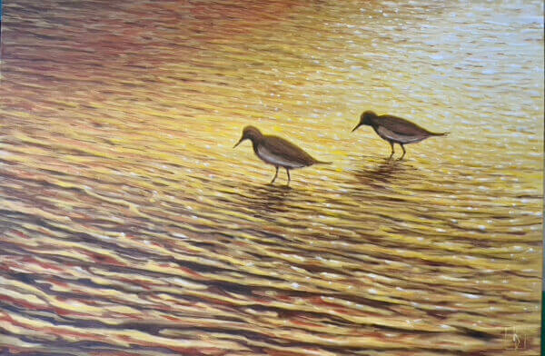 Shorebirds in the Light